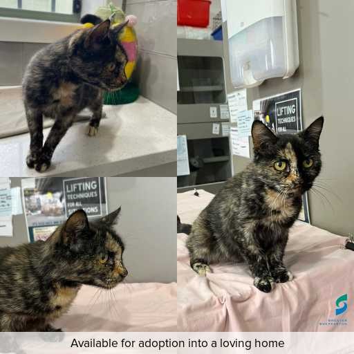Photo of cat with ID of : C260386.