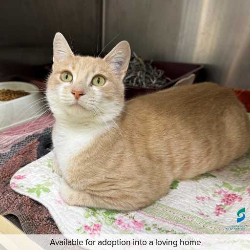 Photo of cat with ID of : C260388.
