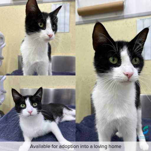 Photo of cat with ID of : C260393.