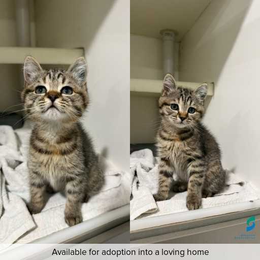 Photo of cat with ID of : C260412.