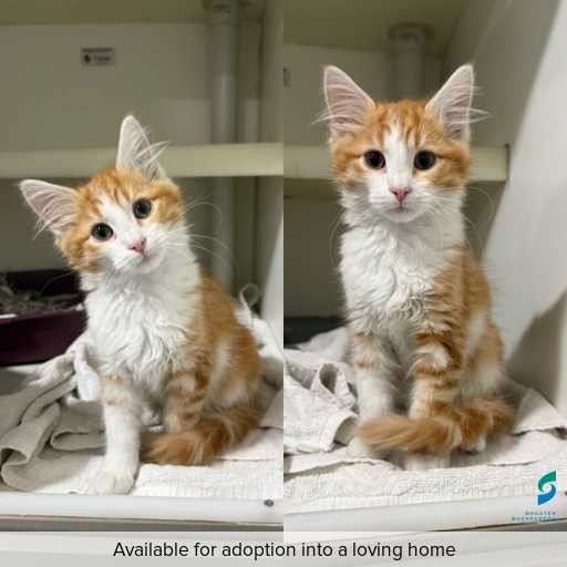 Photo of cat with ID of : C260413.
