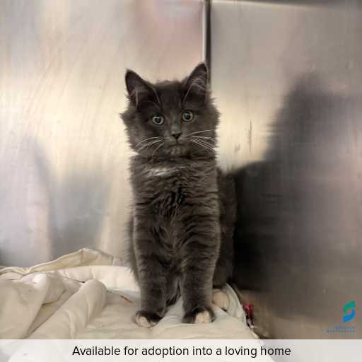 Photo of cat with ID of : C260418.