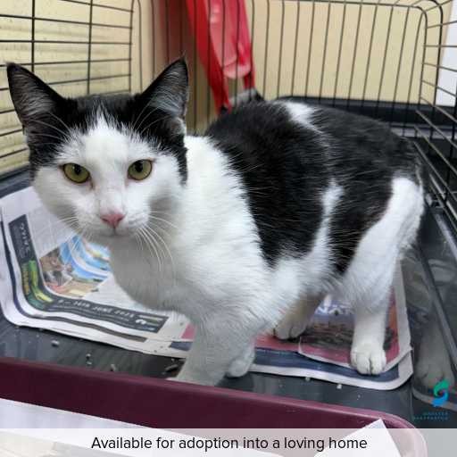 Photo of cat with ID of : C260448.