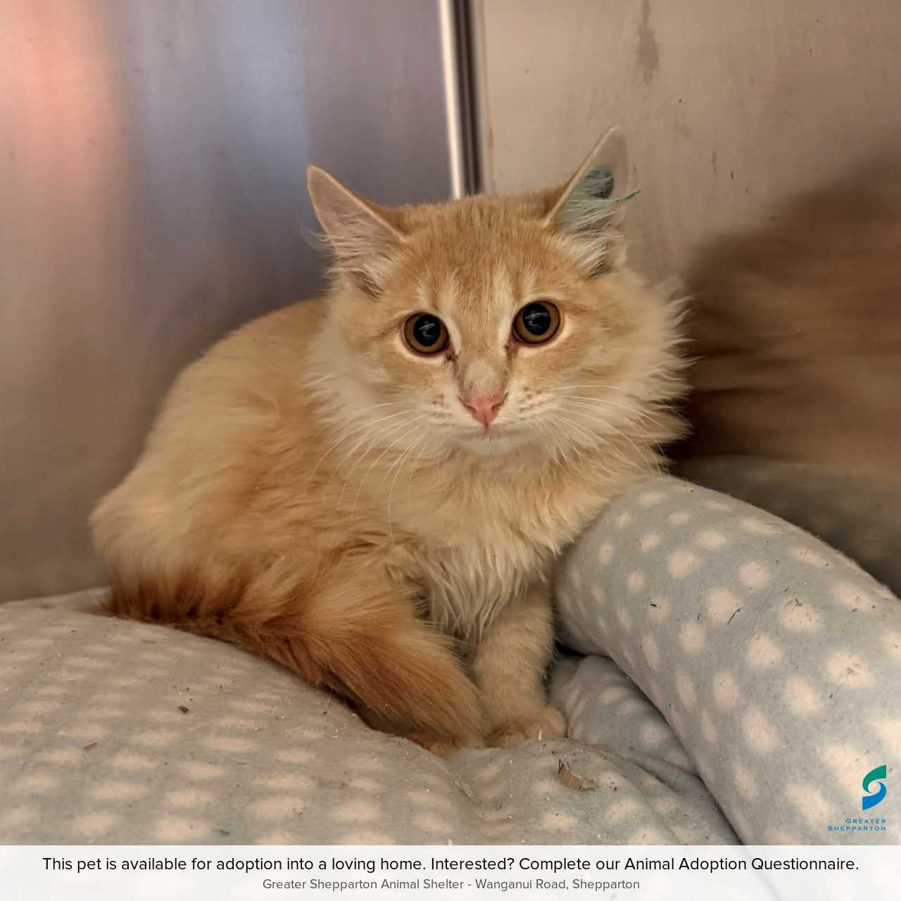C260449 Tigger