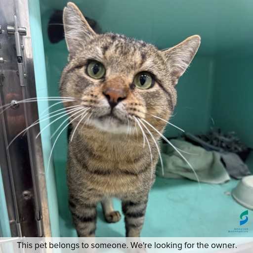 Photo of cat with ID of : C260452.