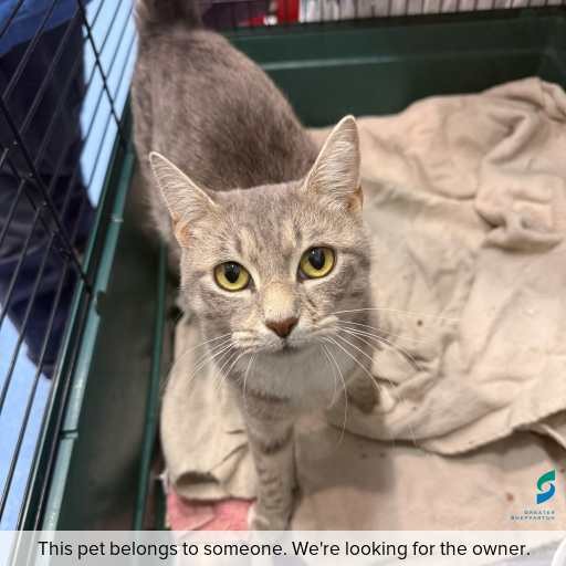 Photo of cat with ID of : C260478.
