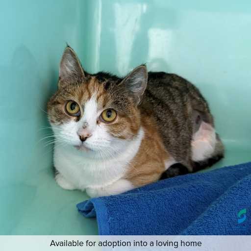 Photo of cat with ID of : C260481.