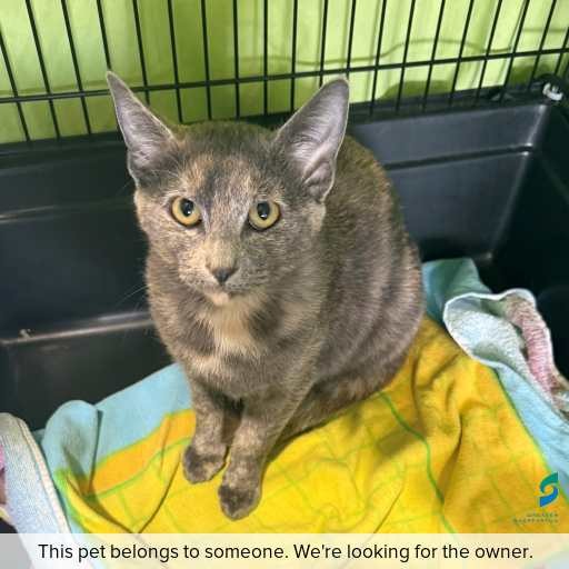 Photo of cat with ID of : C260483.