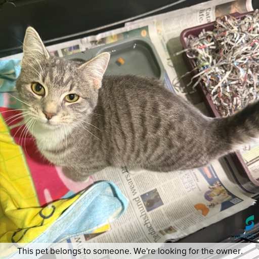 Photo of cat with ID of : C260484.