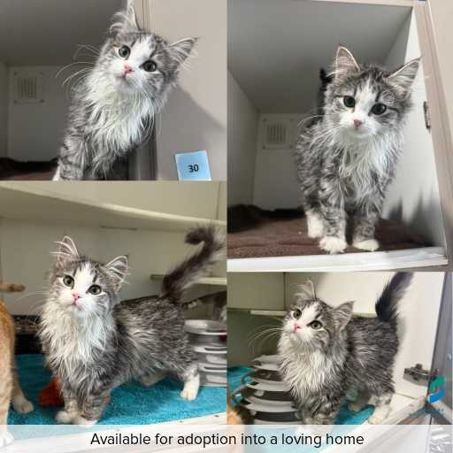 Photo of cat with ID of : C260494.