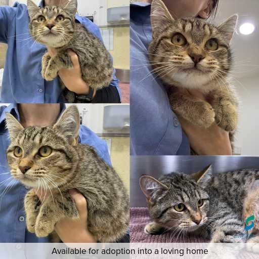 Photo of cat with ID of : C260515.