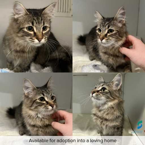 Photo of cat with ID of : C260581.