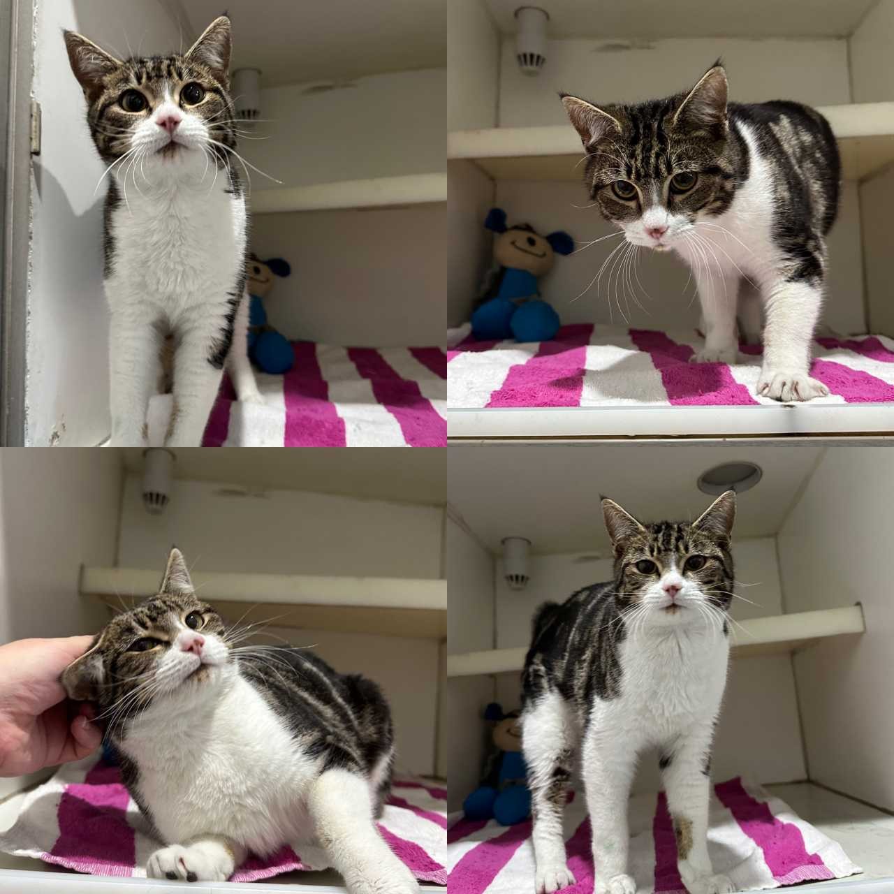 C260522 Arlo