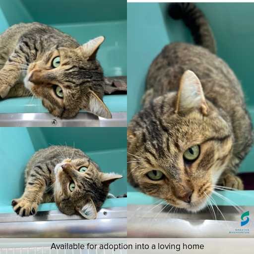 Photo of cat with ID of : C260526.