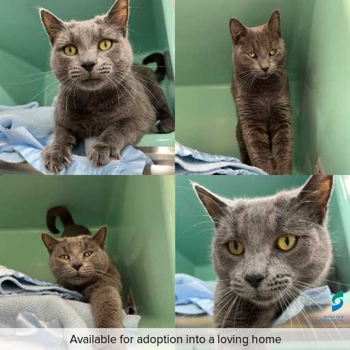 Photo of cat with ID of : C260553.