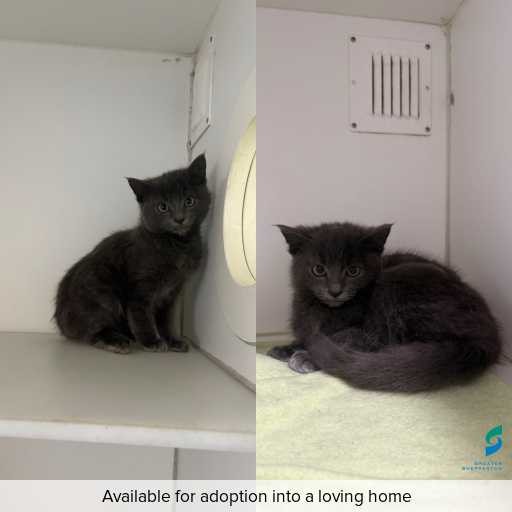 Photo of cat with ID of : C260566.