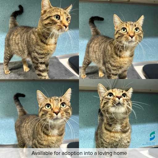 Photo of cat with ID of : C260587.