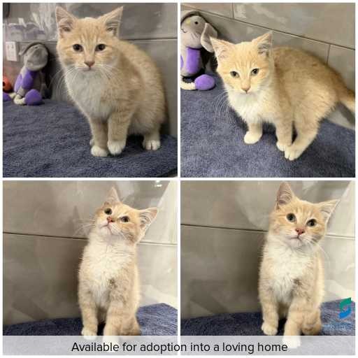 Photo of cat with ID of : C260593.