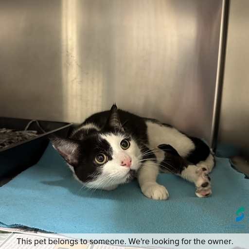 Photo of cat with ID of : C260611.