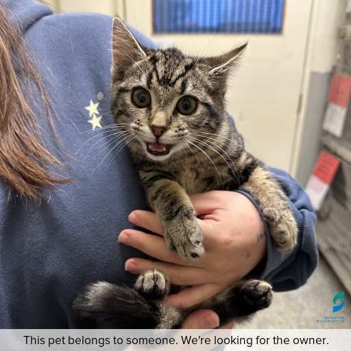 Photo of cat with ID of : C260617.