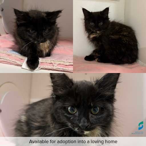 Photo of cat with ID of : C260619.