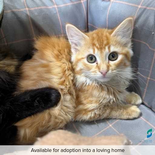 Photo of cat with ID of : C260622.