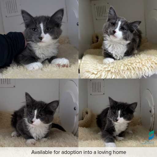Photo of cat with ID of : C260637.