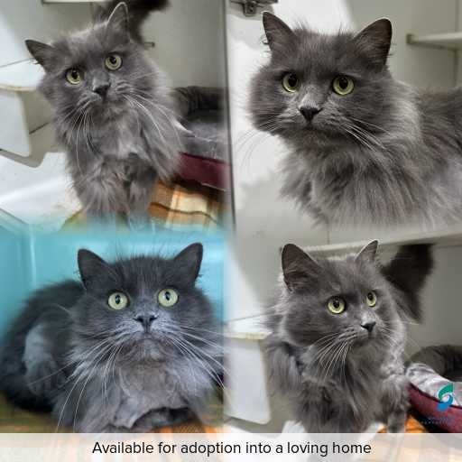Photo of cat with ID of : C260640.
