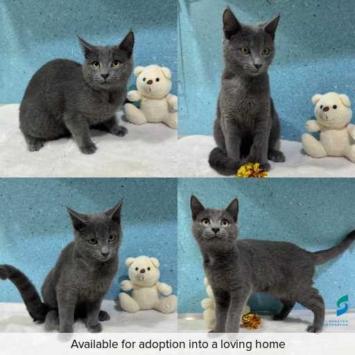 Photo of cat with ID of : C260646.