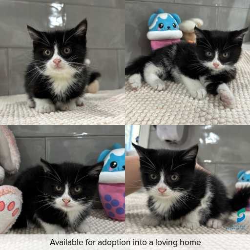 Photo of cat with ID of : C260648.