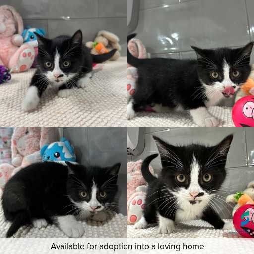 Photo of cat with ID of : C260650.