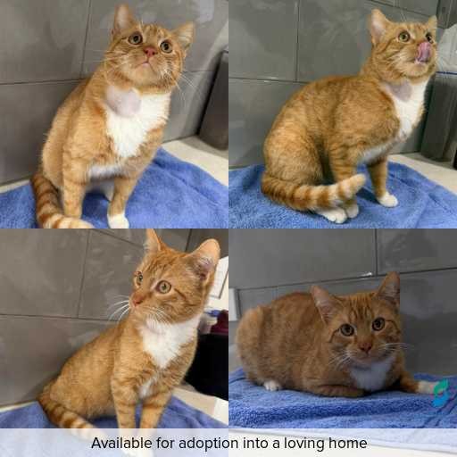 Photo of cat with ID of : C260652.