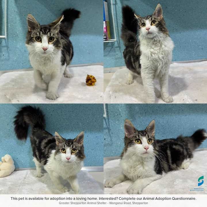 C260657 Twistie
