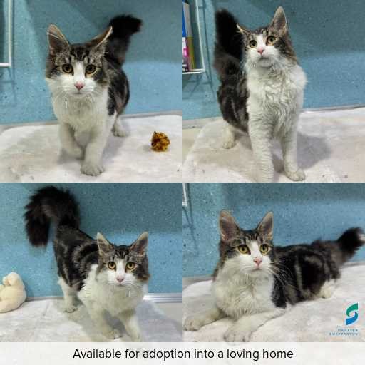 Photo of cat with ID of : C260657.