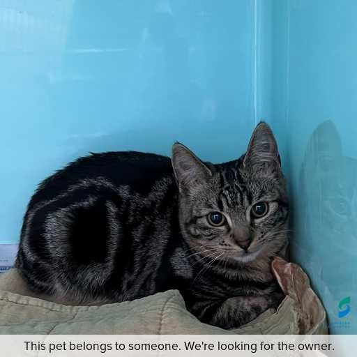 Photo of cat with ID of : C260720.