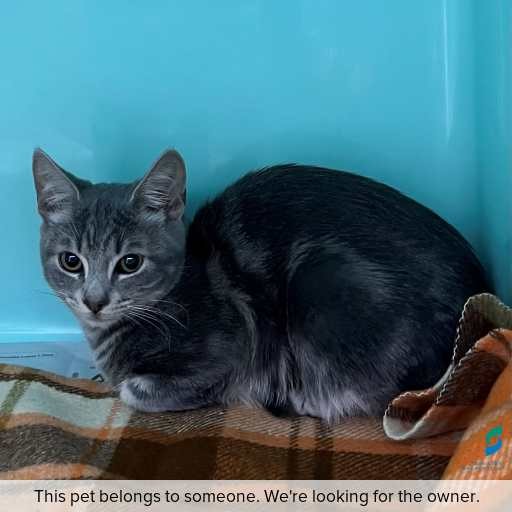 Photo of cat with ID of : C260722.