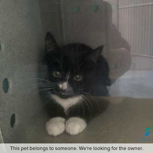 Photo of cat with ID of : C260731.