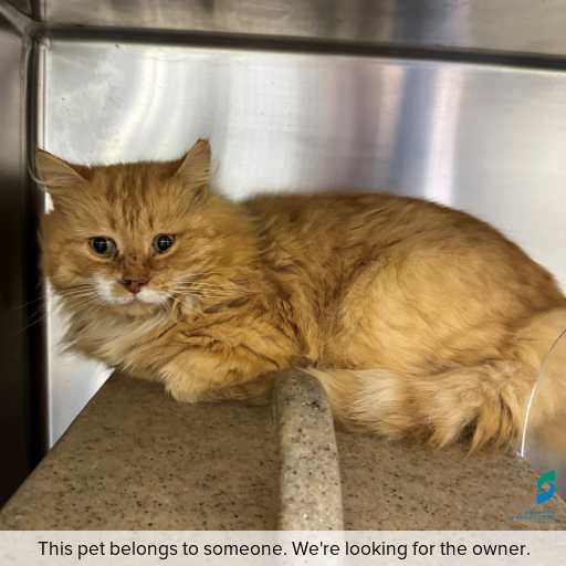 Photo of cat with ID of : C260734.