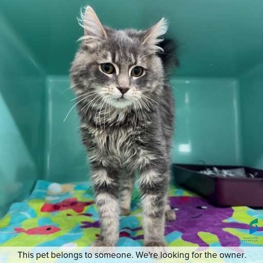 Photo of cat with ID of : C260735.