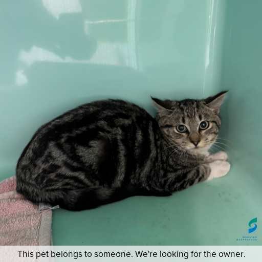 Photo of cat with ID of : C260739.