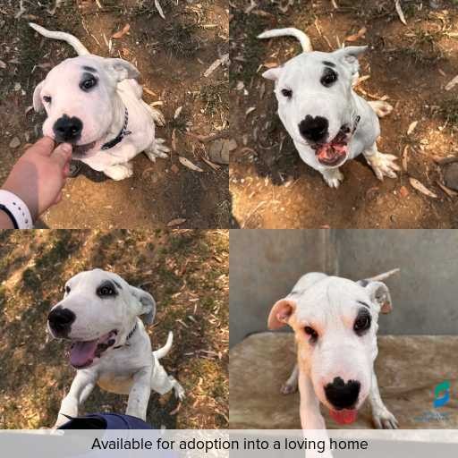 Photo of dog with ID of : D260018.