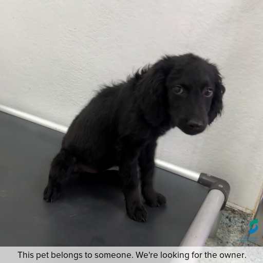 Photo of dog with ID of : D260054.