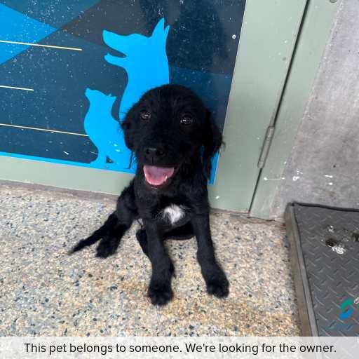 Photo of dog with ID of : D260055.