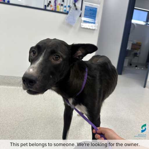 Photo of dog with ID of : D260057.