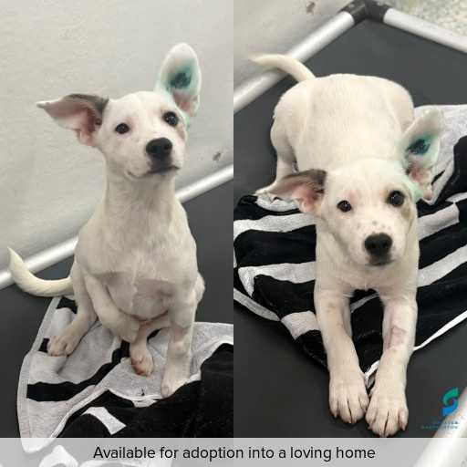 Photo of dog with ID of : D260162.