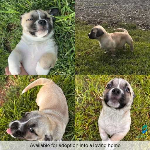 Photo of dog with ID of : D260121.