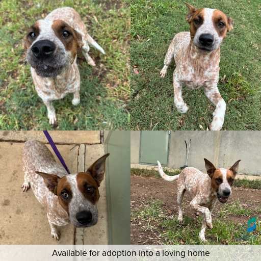 Photo of dog with ID of : D260254.