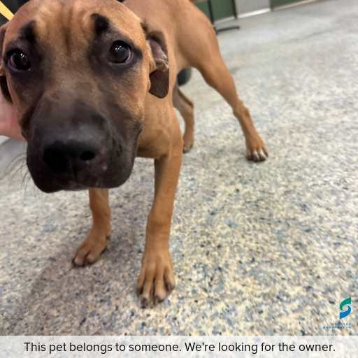 Photo of dog with ID of : D260165.