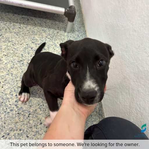 Photo of dog with ID of : D260169.