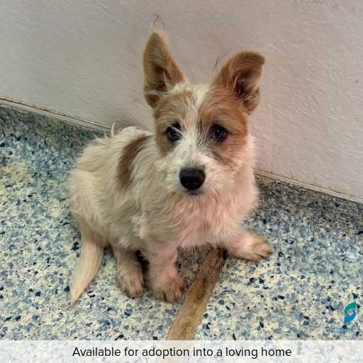 Photo of dog with ID of : D260235.